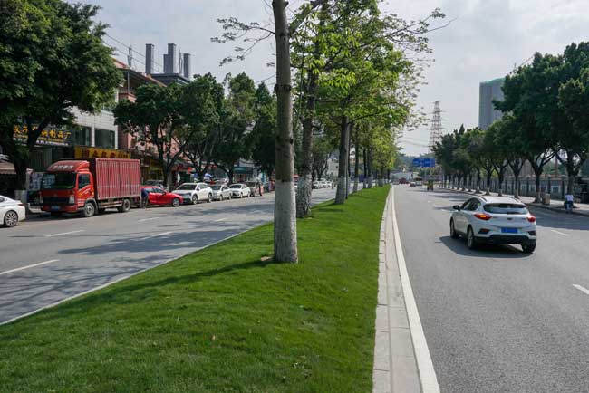 市政道路绿化养护